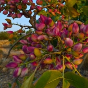 Pistachios from Aegina Island, Sun Dried Roasted with PDO 227g