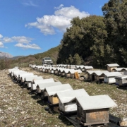 Blue Thistle  Organic Honey from Vikos Gorge - Nomad 250gr