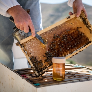 Traditional Artisanal Beekeeping in Crete Artisanal beekeeping process in Crete