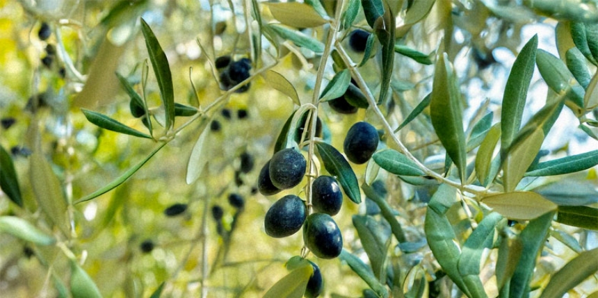 Discover the Power of High Phenolic Olive Oil – Greece's Liquid Gold for Wellness